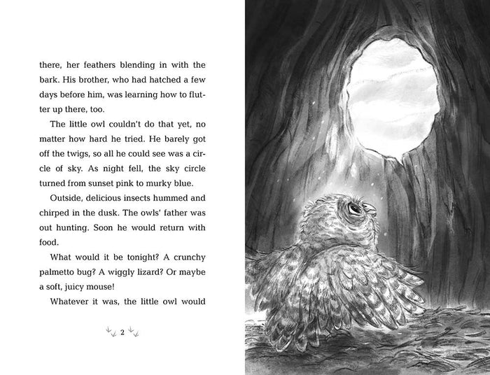 10/21/25 PREORDER: How to Save an Owl (Wildlife Rescue)